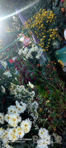 Продавам различни видове хризантеми , снимка 2 - Градински цветя и растения - 44752282