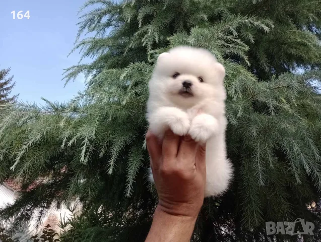 Чисто бели Померанчета. Реални снимки !!!