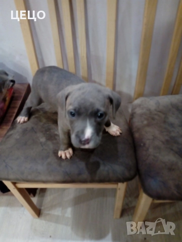 ПРОДАВАМ МАЛКИ ПИТБУЛИ !!! БЛУ НОС