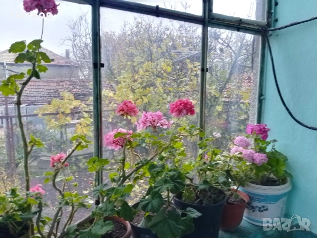 цъфтящи цветя , снимка 8 - Стайни растения - 50488175