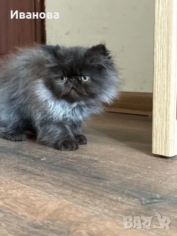 Персийски котенца , снимка 7 - Персийска - 56340555