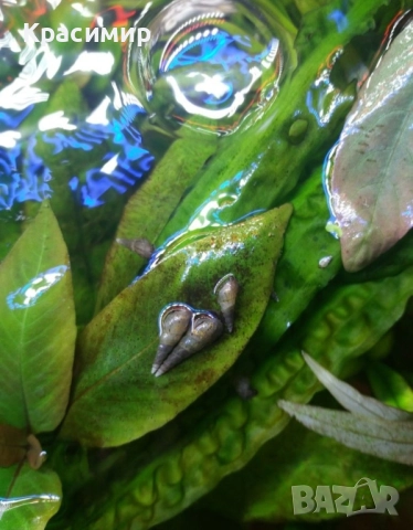 Аквариумни охлюви Мелания 10 бр, снимка 2 - Рибки - 52406346