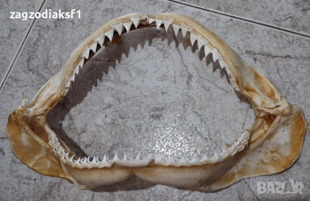 Челюст от Бул Шарк "БИЧА АКУЛА" 100% Истинска, снимка 8 - Колекции - 52799291