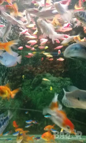 Продавам аквариуми риби аксесоари, снимка 13 - Аквариуми - 47433173