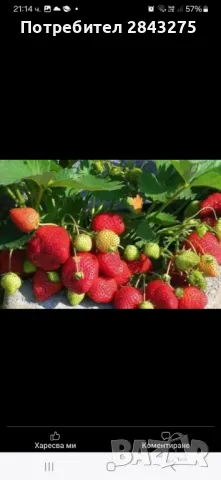 Разсад ягоди , снимка 4 - Сортови семена и луковици - 49684298
