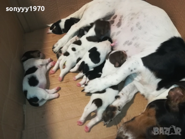 ДЖАК РЪСЕЛ 250ЛВ ЗА БРОЙ 2108251956