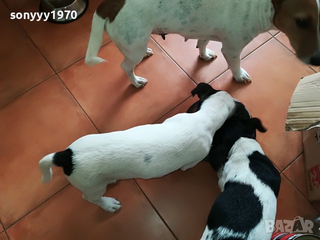 сладурана ДЖАК ЖЕНСКО НА 11 МЕСЕЦА 350ЛВ  1905221052, снимка 15 - Джак ръсел териер - 36809547