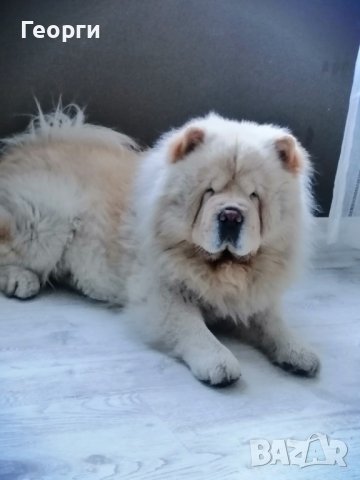Чау Чау: Продава кучета порода Чау Чау - обяви на ТОП цени — Bazar.bg
