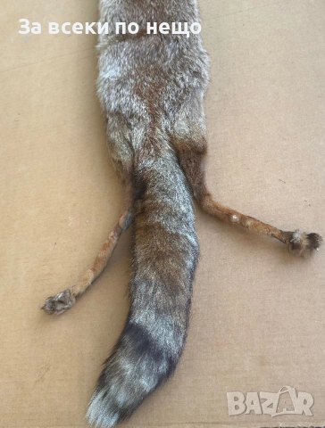 Препарирана лисица, снимка 5 - Други - 54350684