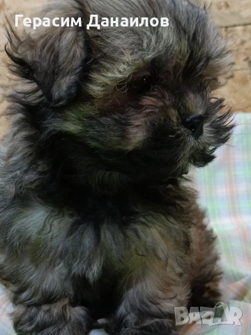 шипу, снимка 6 - Ши Тцу - 53889210