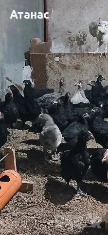 Селски пилета има и гащати...