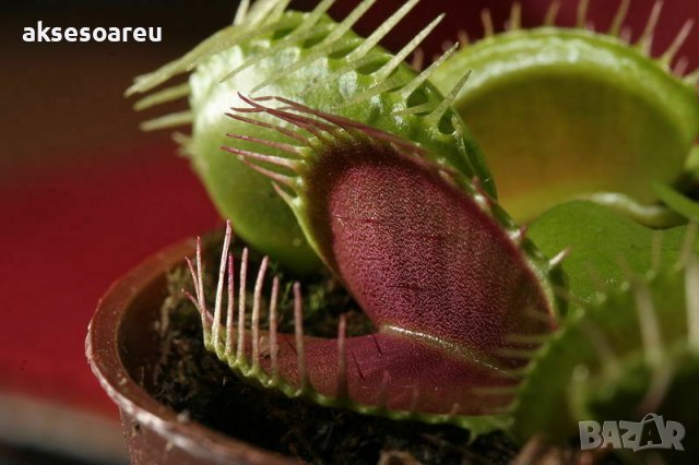 20 бр Редки семена от насекомоядно месоядно растение венерина мухоловка декор за дома офиса двора и , снимка 13 - Сортови семена и луковици - 37700863