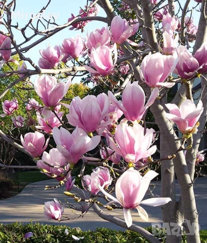 Магнолия Пинки (НОВО)/100-120см, снимка 5 - Градински цветя и растения - 52074975