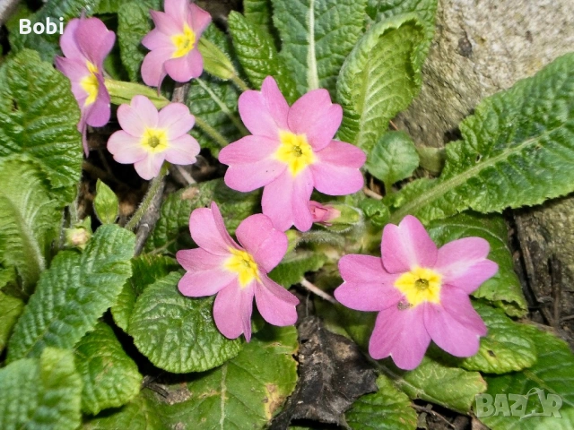 Olympus T-100 – комплект, готова за снимане, снимка 9 - Фотоапарати - 53886319