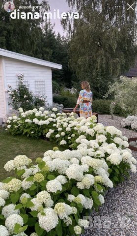 Хортензия Анабел за супер слънце,Hydrangea arborescens Annabelle, снимка 3 - Градински цветя и растения - 42868091