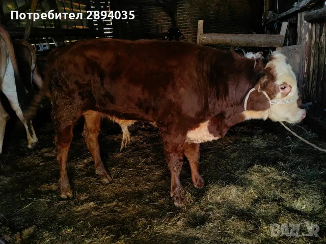 свободни дебели за клане или дамазлък , снимка 3 - Крави - 55974005