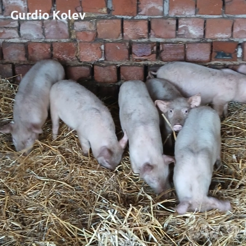 Прасенца , снимка 2 - Прасета - 53381210