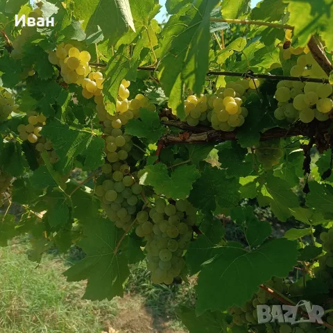 Продавам отлично винено грозде Мускат Отонел – от стари лозя (район Силистра)собствени лозя , снимка 4 - Други стоки за дома - 55891981