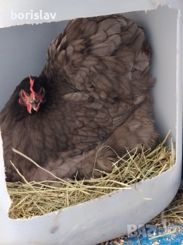 Продавам яйца за лупене от мини кохин, снимка 5 - други­ - 54335992