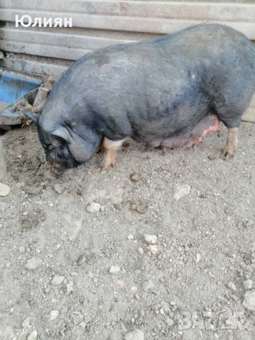 Виетнамски прасенца , снимка 1