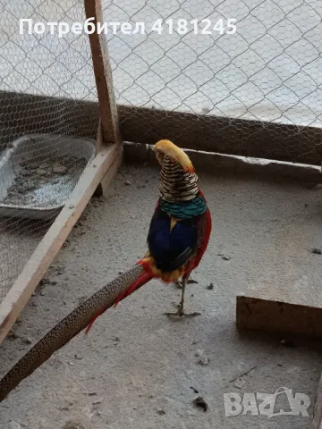 Чевенозлатни фазани, снимка 1