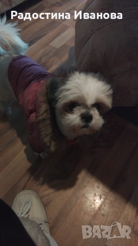 Търсим мъжко ши тцу