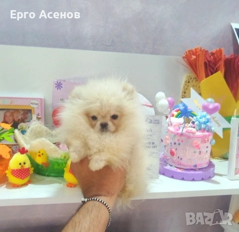Чистокръвно мини Померанче!, снимка 10 - Померан - 54251251