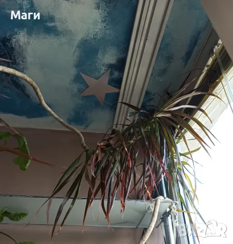 Драцена маргината Dracaena marginata, снимка 3 - Стайни растения - 56445694