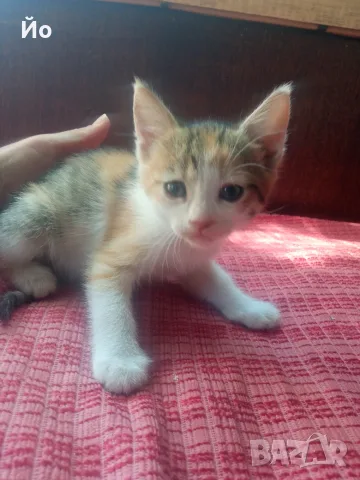 Търся дом на котенцата от снимките - 3 женски, снимка 2 - Други - 55987094