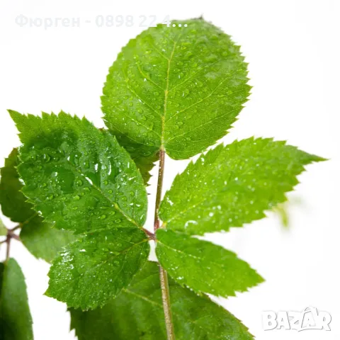 Гиганска Къпина без бодли- Дирксен, 'Mora Dirksen', снимка 4 - Разсади - 47527574