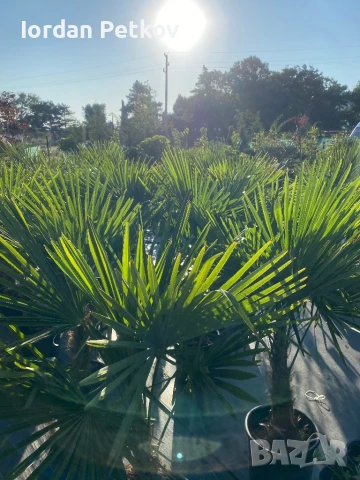 Палми трахикарпус издържат до -22, снимка 3 - Градински цветя и растения - 50599145