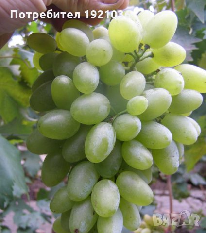 Бутикови сортове грозде, снимка 12 - Разсади - 35306623