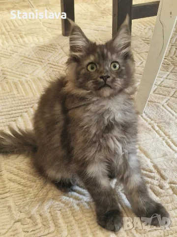 котенца Мейн Куун, снимка 12 - Мейн кун - 55670869