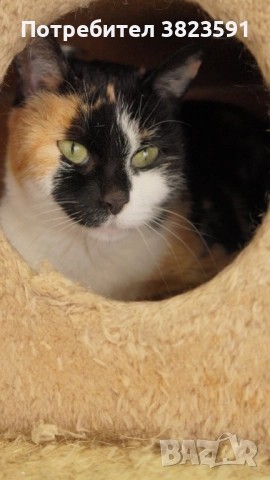 Търсим дом на женско котенце с направени ваксини, паспорт и изследвания, снимка 15 - Други - 52398990