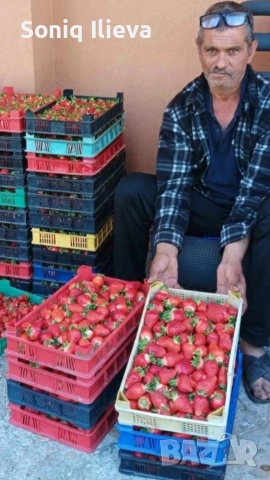 продавам разсад ягоди, снимка 5 - Разсади - 53905579