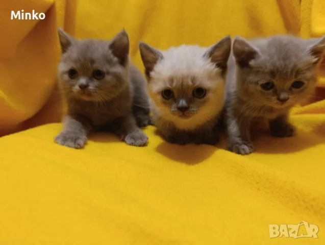Котета от порода Руска синя котка !, снимка 10 - Руска синя котка - 56255721
