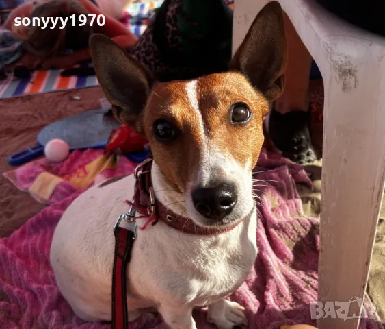 HOPE-КЛУБ ДЖАК РЪСЕЛ ВИДИН-ЖЕНСКА/МЪЖКИ/БЕБЕ 2003251548