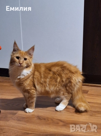 Мейн Куун, снимка 6 - Мейн кун - 52701818