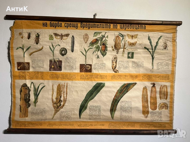 Соц Учебни Плакати Постери Ботаника, снимка 4 - Антикварни и старинни предмети - 52580865