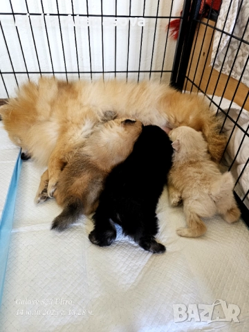 Продавам померанчета, снимка 11 - Померан - 51719427