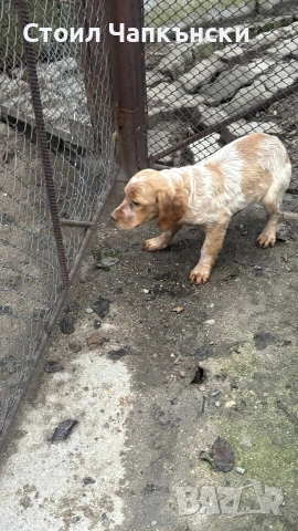 БРЕТОН ШПАНЬОЛ на 3 месеца , снимка 2 - Бретон шпаньол - 53305370