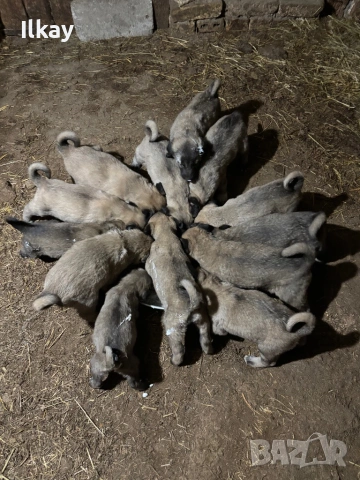 Елитни Кангалчета, снимка 2 - Кангал - 53045413