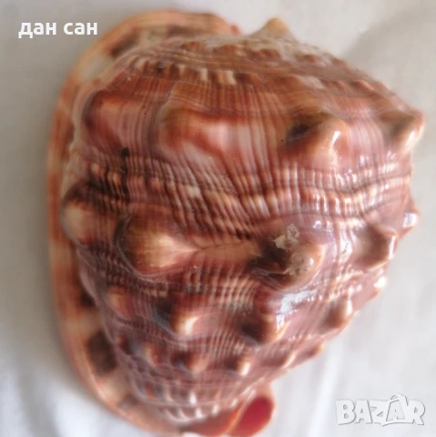 Индийски Океан голяма раковина рядкост , снимка 2 - Статуетки - 50531021