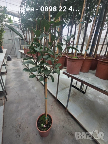 🌿 Фотиния (Photinia) – декоративна вечнозелена щамба, снимка 5 - Разсади - 53286686