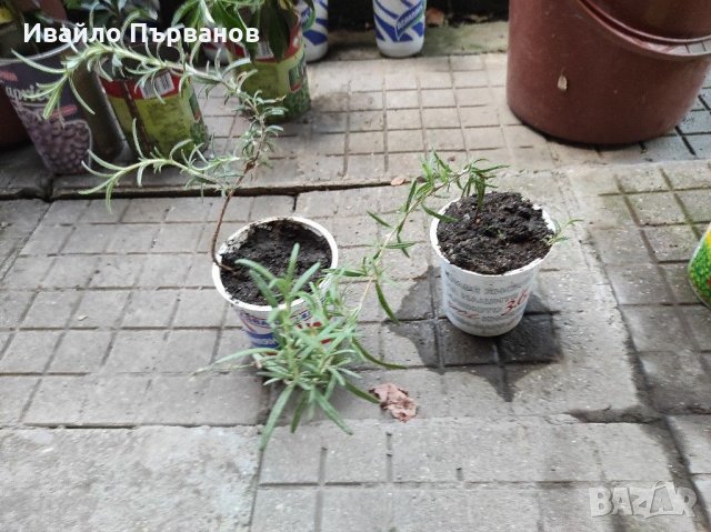 Салвия и розмарин, снимка 3 - Градински цветя и растения - 30003390