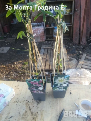 Пасифлора - Плод Маракуя , снимка 11 - Градински цветя и растения - 54019948