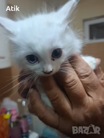 Турски ангорски котета чистокръвни!
