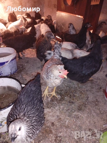 Записвам за ярки на 2 месец, снимка 8 - други­ - 53601862