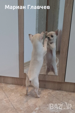 Изгодно - Мъжки мини късокосмест Чичуахуа на 3 месеца с 2 ваксини, снимка 3 - Чихуахуа - 53208311