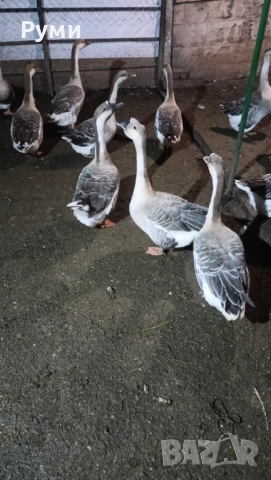 Продавам лебедови гъски, снимка 2 - Патици и гъски - 52434535
